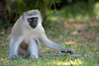 Unsere Hotelanlage in St. Lucia: Grüne Meerkatzen