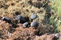 Cape Vidal: Skarabeus-Käfer