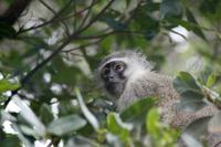 Cape Vidal: Grünmeerkatze