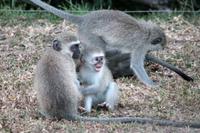 Cape Vidal: Grünmeerkatzen