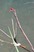 Mantenga Cultural Village