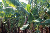 Bananenplantage