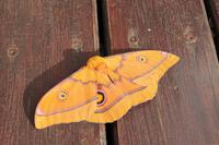 Schmetterling in der Misty Mountain Lodge