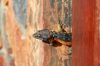 Gecko in der Misty Mountain Lodge