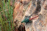 Eidechse am Blyde River Canyon