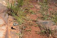 Schmetterlinge am Blyde River Canyon