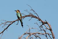 Krüger-Nationalpark