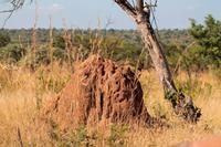 Krüger-Nationalpark: Termitenhügel