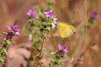 Krüger-Nationalpark