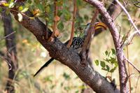 Krüger-Nationalpark