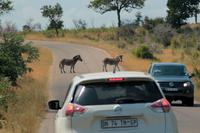 Krüger-Nationalpark