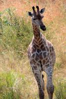 Krüger-Nationalpark