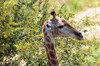 Krüger-Nationalpark