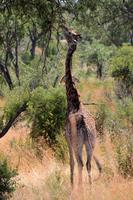 Krüger-Nationalpark