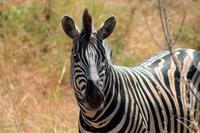 Krüger-Nationalpark