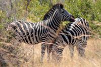 Krüger-Nationalpark