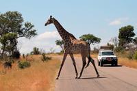 Krüger-Nationalpark