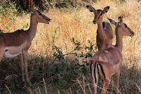 Krüger-Nationalpark