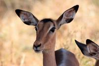 Krüger-Nationalpark