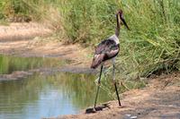 Krüger-Nationalpark