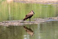 Krüger-Nationalpark