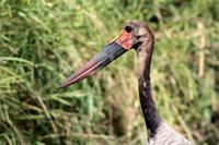 Krüger-Nationalpark