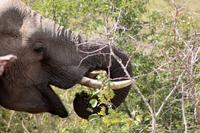 Krüger-Nationalpark