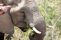 Krüger-Nationalpark