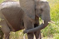 Krüger-Nationalpark