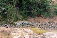 Krüger-Nationalpark