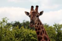 Krüger-Nationalpark