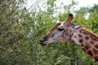 Krüger-Nationalpark