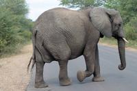 Krüger-Nationalpark