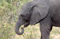 Krüger-Nationalpark