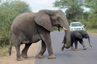 Krüger-Nationalpark