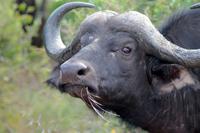 Krüger-Nationalpark