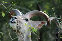 Krüger-Nationalpark