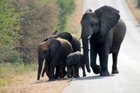 Krüger-Nationalpark