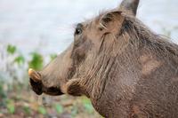 Krüger-Nationalpark