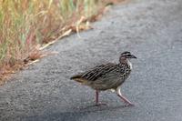 Krüger-Nationalpark