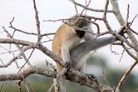 Krüger-Nationalpark