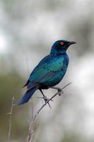 Krüger-Nationalpark