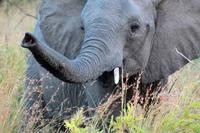 Krüger-Nationalpark