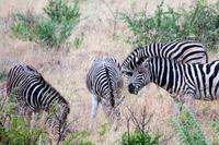 Krüger-Nationalpark