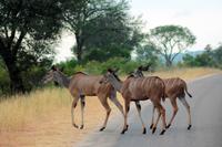 Krüger-Nationalpark