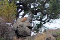 Krüger-Nationalpark