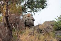 Krüger-Nationalpark