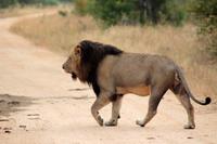 Krüger-Nationalpark