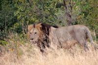 Krüger-Nationalpark