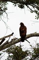 Krüger-Nationalpark